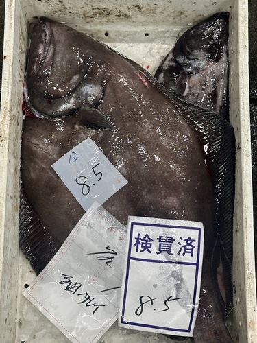 アブラカレイ2入約8kg