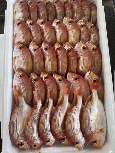 レンコダイ35入約5.4kg(釣)