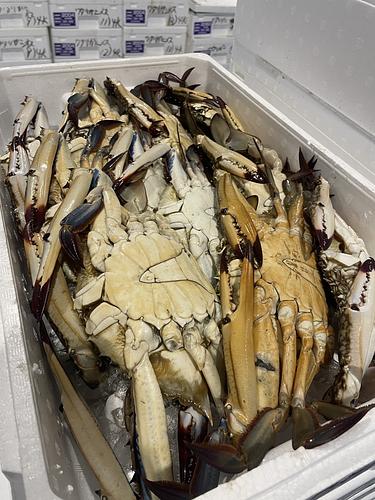 ワタリガニオス8~12入約4kg(底曳)