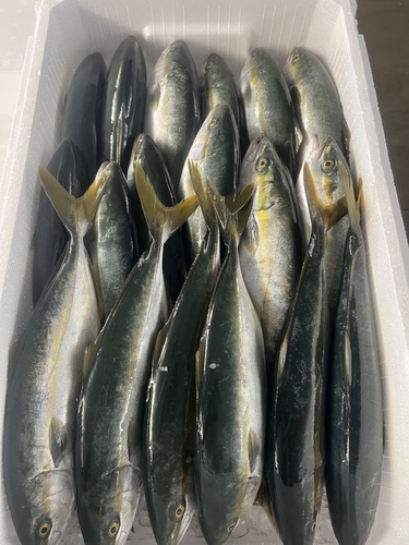 ヒデリコ7kup18入約7.3kg(定置)