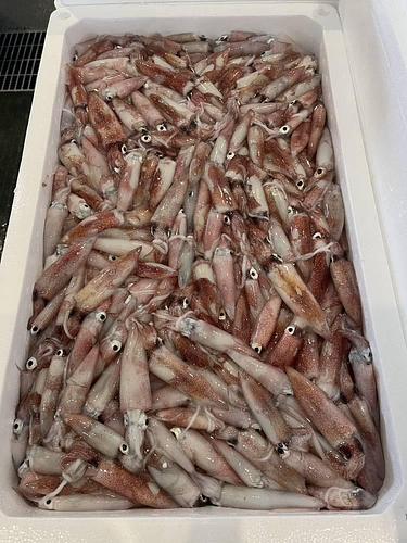 ケンサキイカバラ250位約7.5kg(底曳)