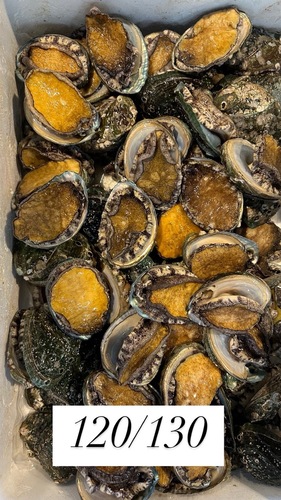 エゾアワビ(養殖)