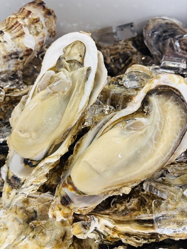 活カキ200gアップ40入約8kg(養殖)