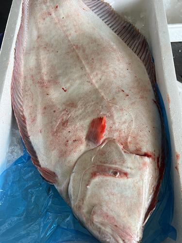 ヒラメ活〆2/3k台1入約3kg(釣)