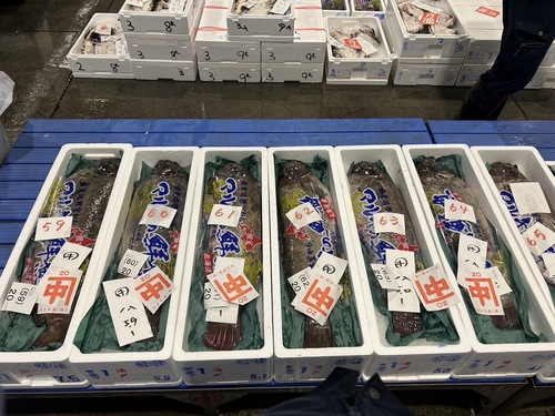 ギンポ5k台1入約5kg