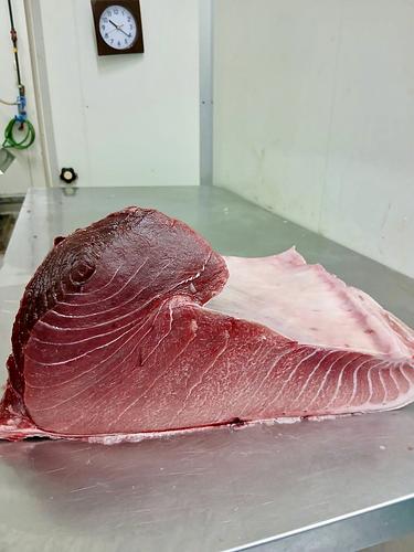本マグロ(巻網)