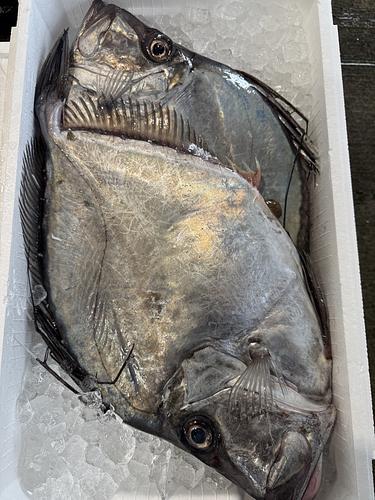 カガミダイ2入約5kg(底曳)