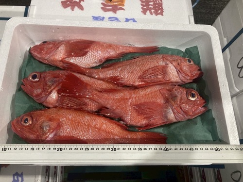 キチジ(沿岸)
