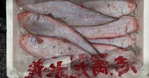 アカシタビラメ10-13入約2kg