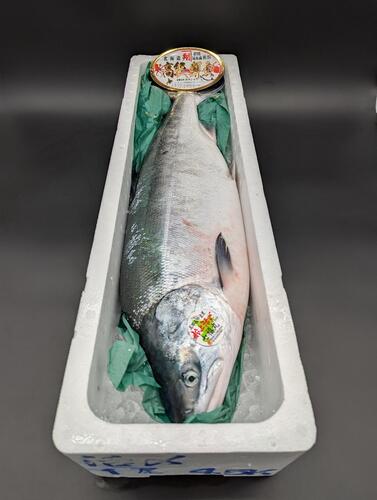 活〆サケ（時不知）1入約3.2kg