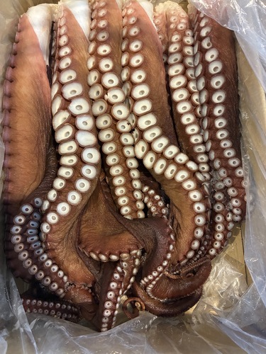 タコ足10k10ー12本10入約10kg