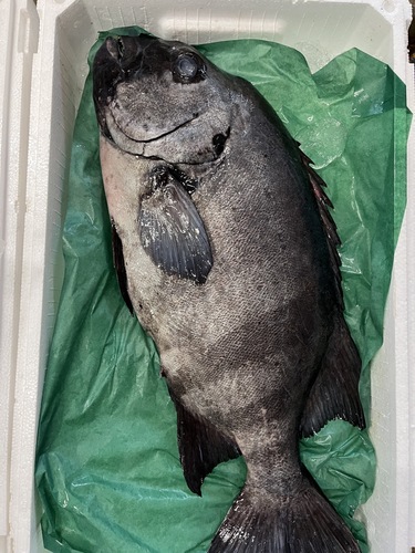 イシダイ1入約3.6kg(定置)