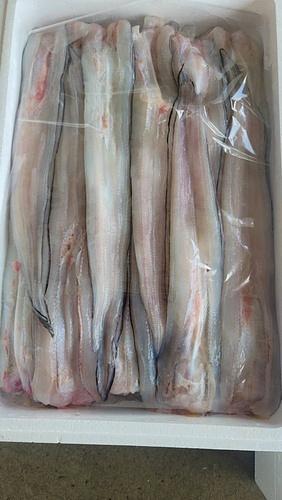 活〆アナゴ中　約8-18入約3kg(カゴ)