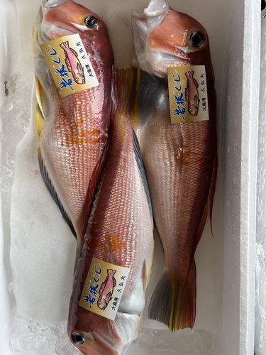 若狭ぐじタグ付き3入約1.8kg(釣)