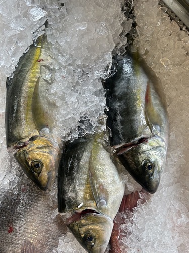 神経〆シマアジ（養殖）3入約2.4kg(沿岸)