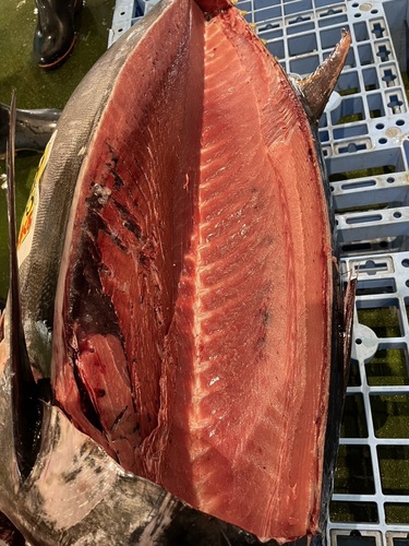 本マグロロイン(巻網)