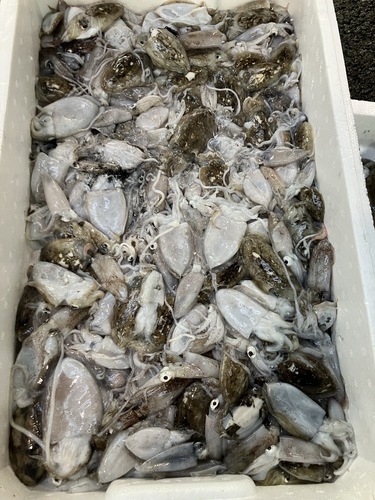 鮮魚BOX