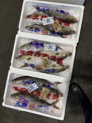 カンパチ(定置)