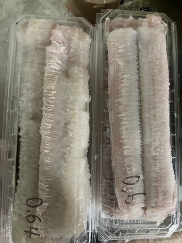 骨切りハモ15入約7.5kg(底曳)