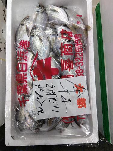 イボダイ25入位25入約3kg(定置)