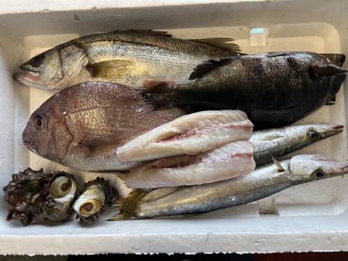 鮮魚BOX③約3.5kg