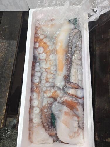 生ムキタコ3入約3kg