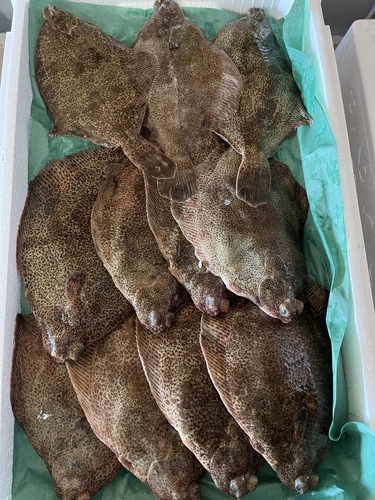 本メイタガレイ11入約3.5kg(底曳)