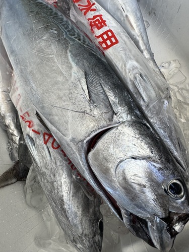 活〆ヒラソウダ7入約7.5kg(定置)