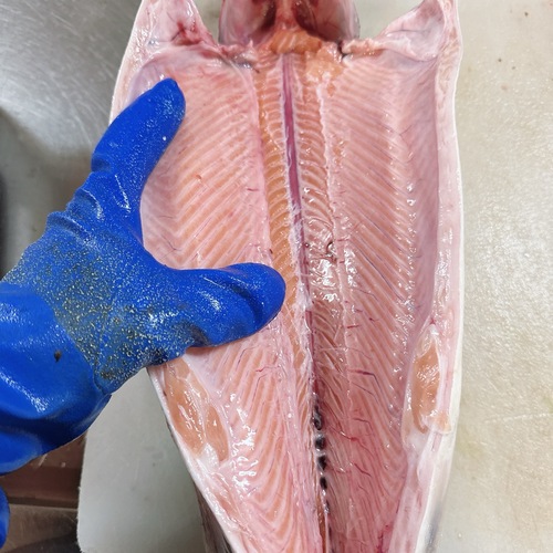 活〆サケ（時不知）2,7-2,8k/2入約5.4kg(沿岸)