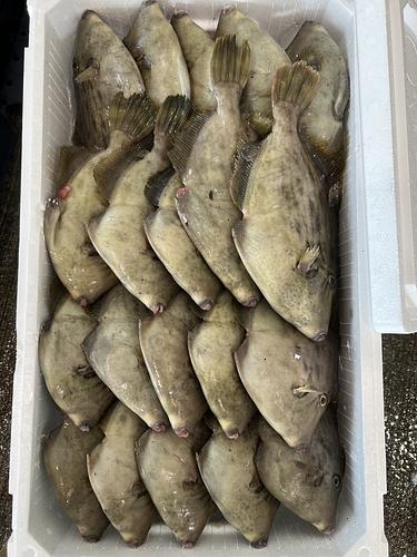 本カワハギ20入約5.3kg(定置)