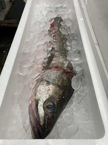スズキ1入約3kg