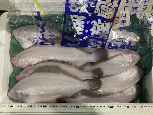 ミズカレイ8/12入約3kg(底曳)