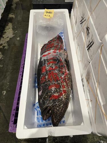 オオカミウオ1入約4.4kg