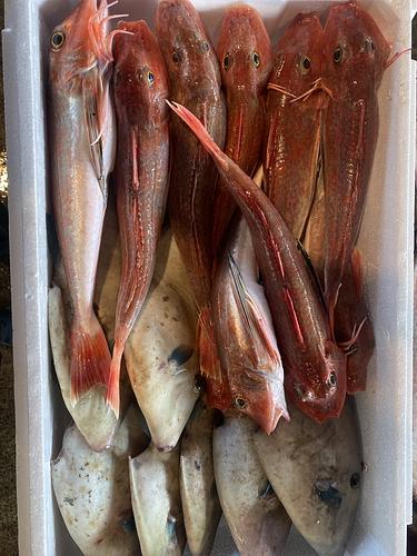 活〆鮮魚BOX16入約5kg(釣)