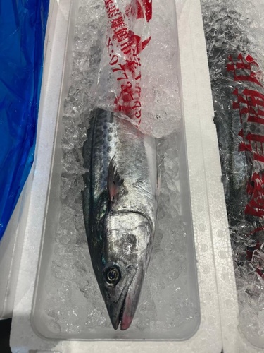 サワラ3/4k台1入約3.5kg(定置)