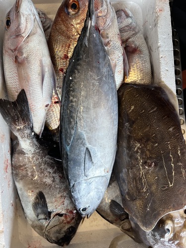 鮮魚BOX約6kg(定置)