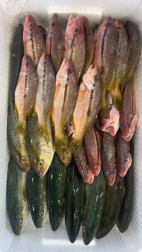 鮮魚BOX約7kg(定置)