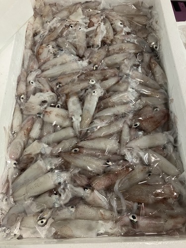 ケンサキイカバラ約3.5kg(底曳)