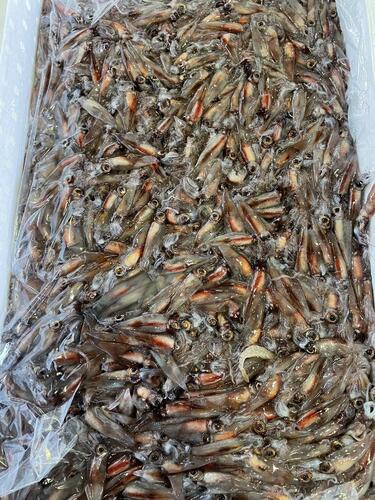 ホタルイカ約3kg(底曳)
