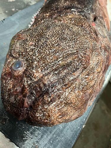 オオカミウオ2入約6.8kg(沿岸)