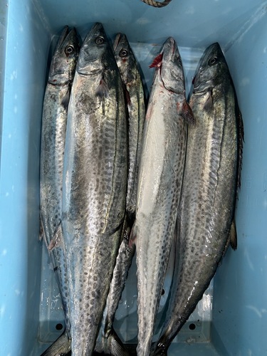 サワラ2入約9.5kg(定置)