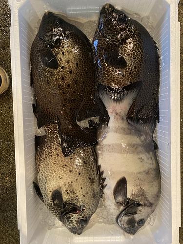 活〆鮮魚BOX4入約4.2kg(銛突)