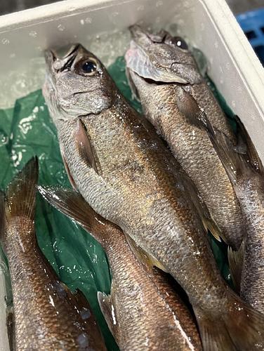 クロムツ【メッセージで売約済み】350-500gアップ9入約3.85kg(沿岸)