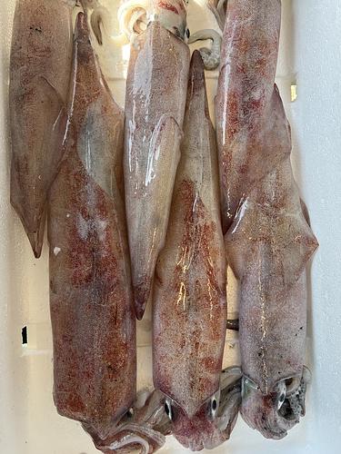 ケンサキイカ6入約2.1kg(定置)
