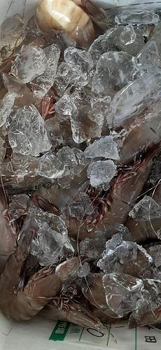 クマエビ(底曳)