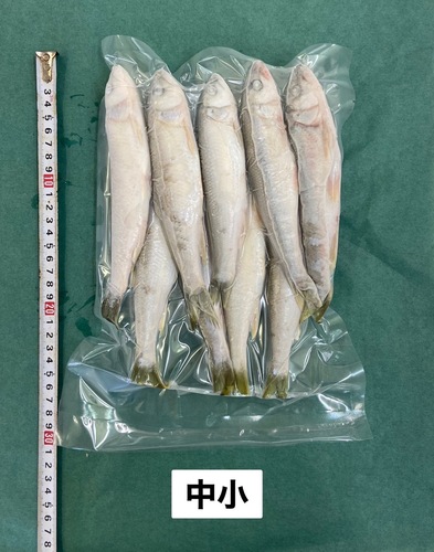 ハス冷凍中小(10-20cm)20入約10kg(沿岸)