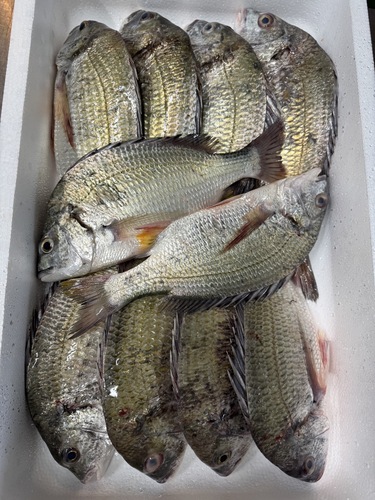 キチヌ10入約8.4kg(底曳)