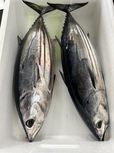 活〆カツオ中3入約7kg(延縄)