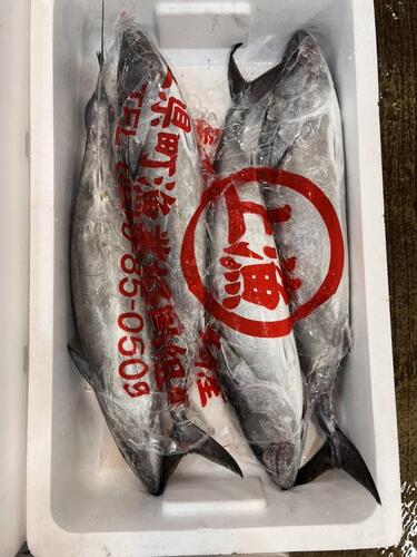 ハガツオ4入約2kg