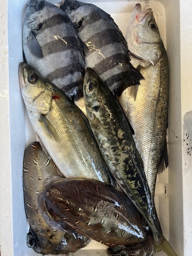 鮮魚BOX約4.2kg(定置)
